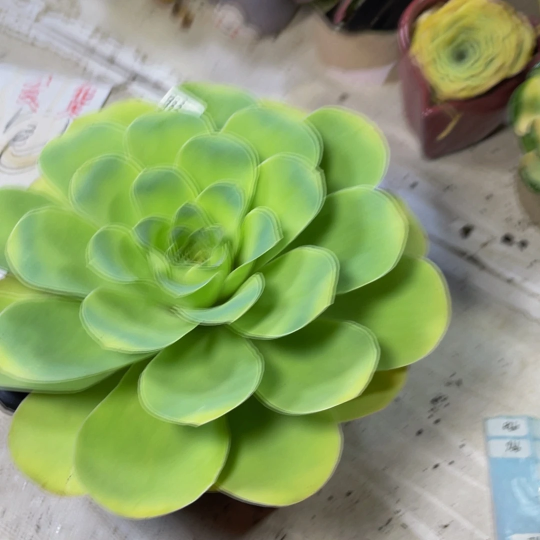 玲珑母本983多肉植物花卉