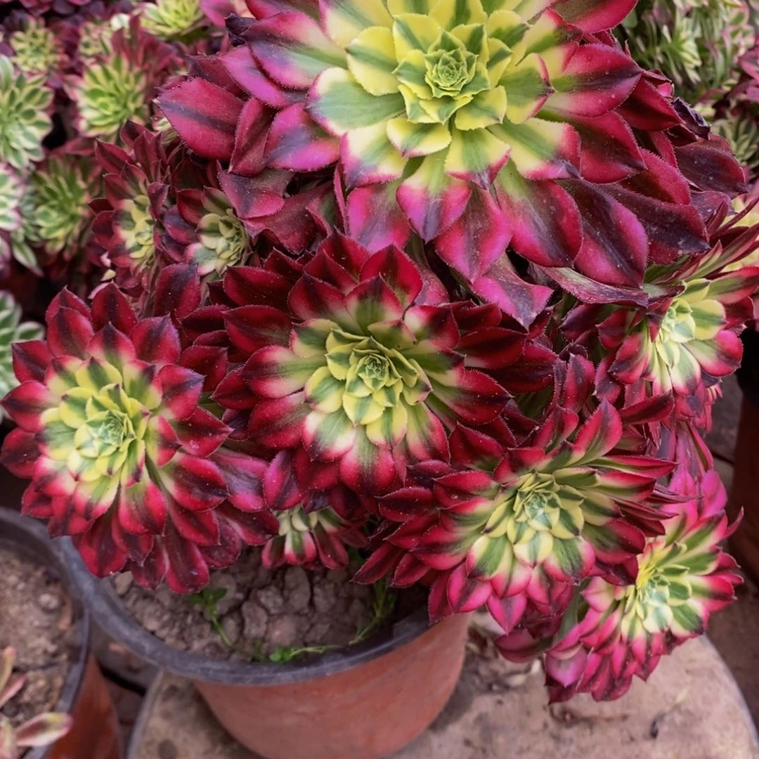 团***子蓝色法师一课