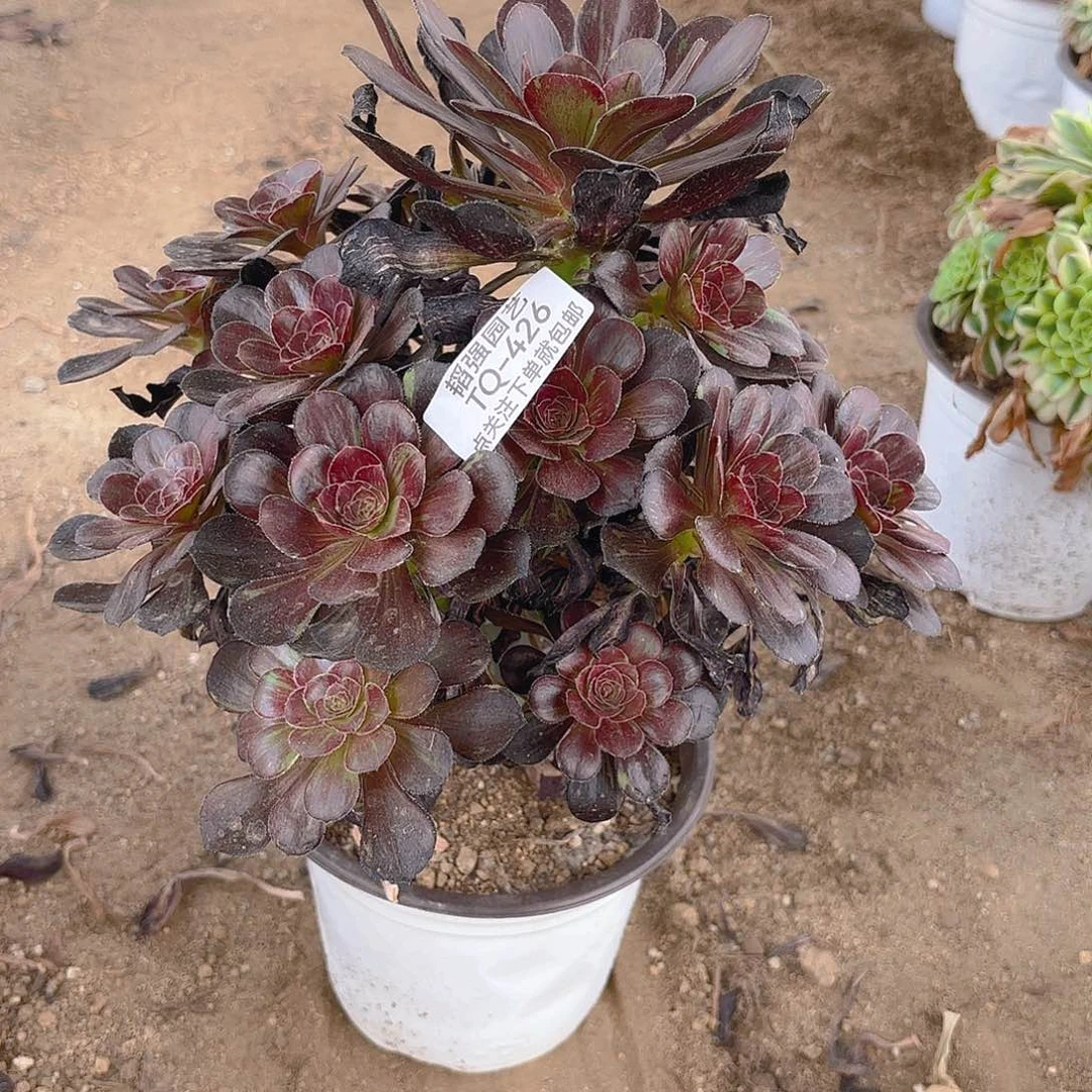 花无缺多肉植物上426