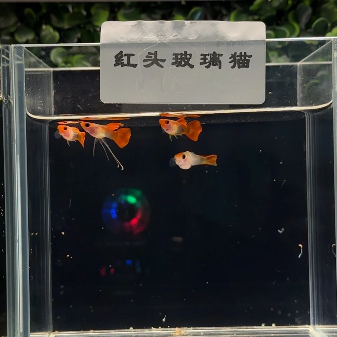 孔雀鱼红头玻璃猫