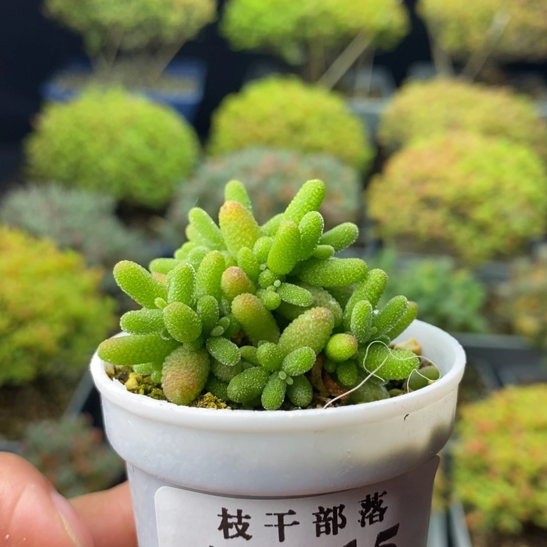 没***伤0915橘子糖 。