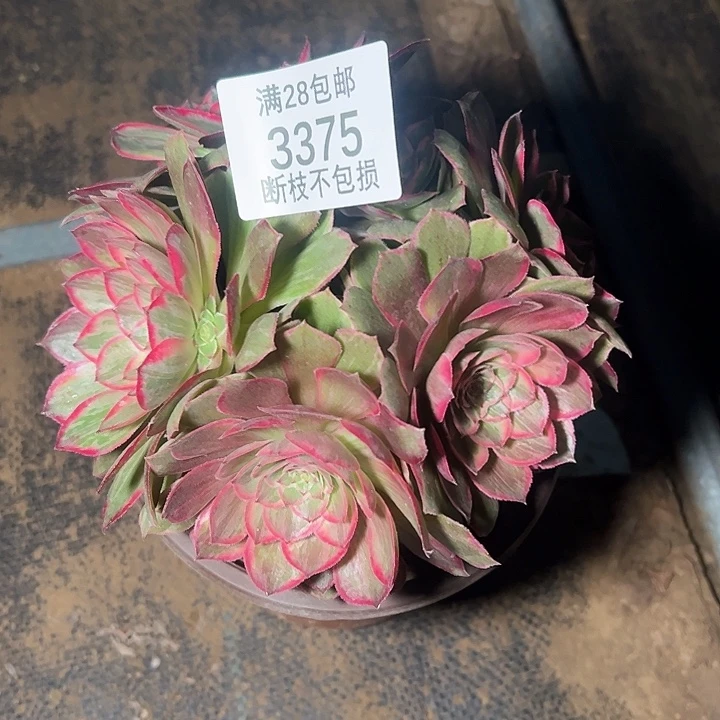 3375莲花座多肉植物