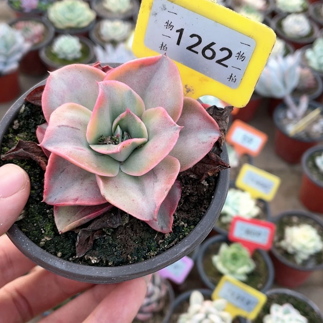 【闪购商品】1262号