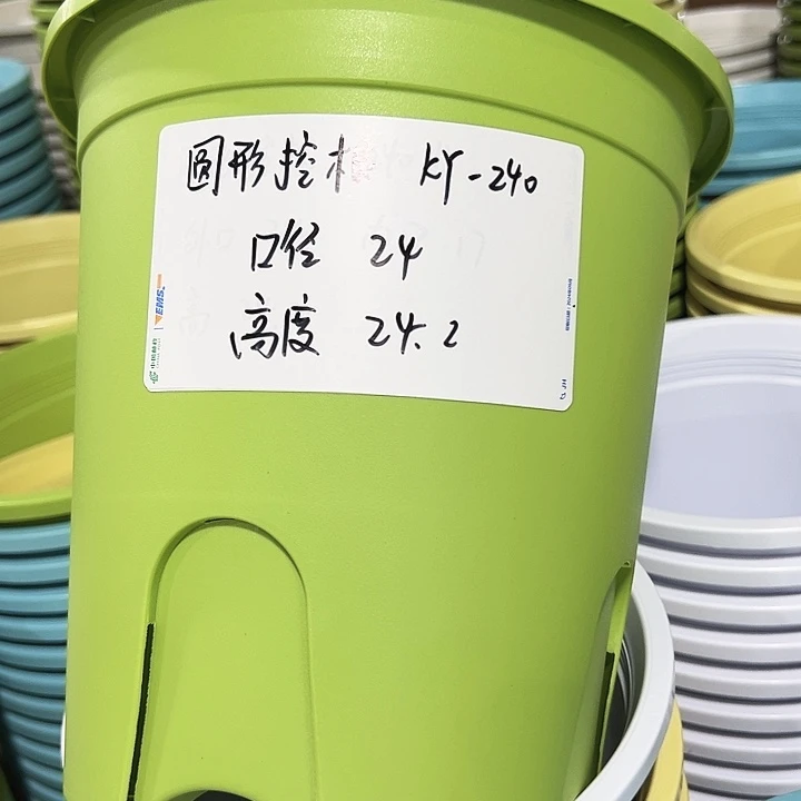 正品圆控根口24高24果绿无托8个