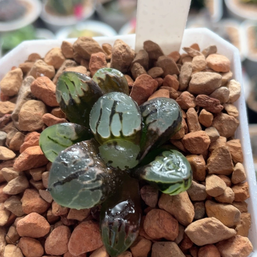 21月球克。