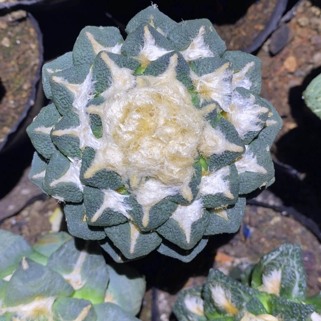 嫁接蓝白皮黑牡丹10cm