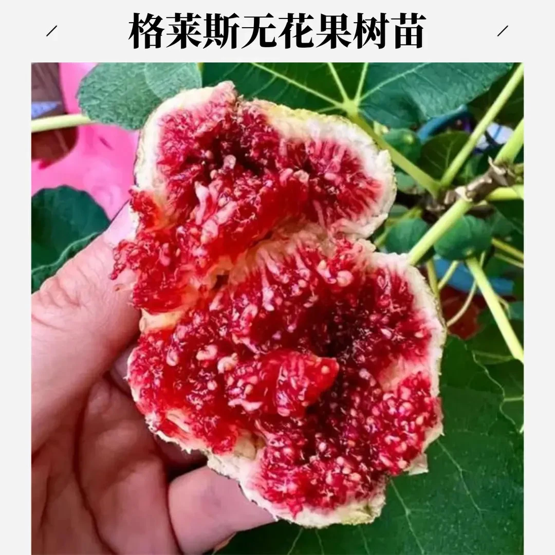 格莱斯无花果树果苗南北方耐寒 大果无花果树苗盆栽地栽无花果苗