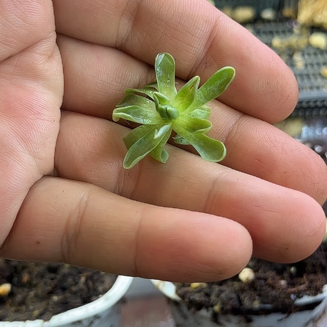 i***i完全开放不知名捕虫堇