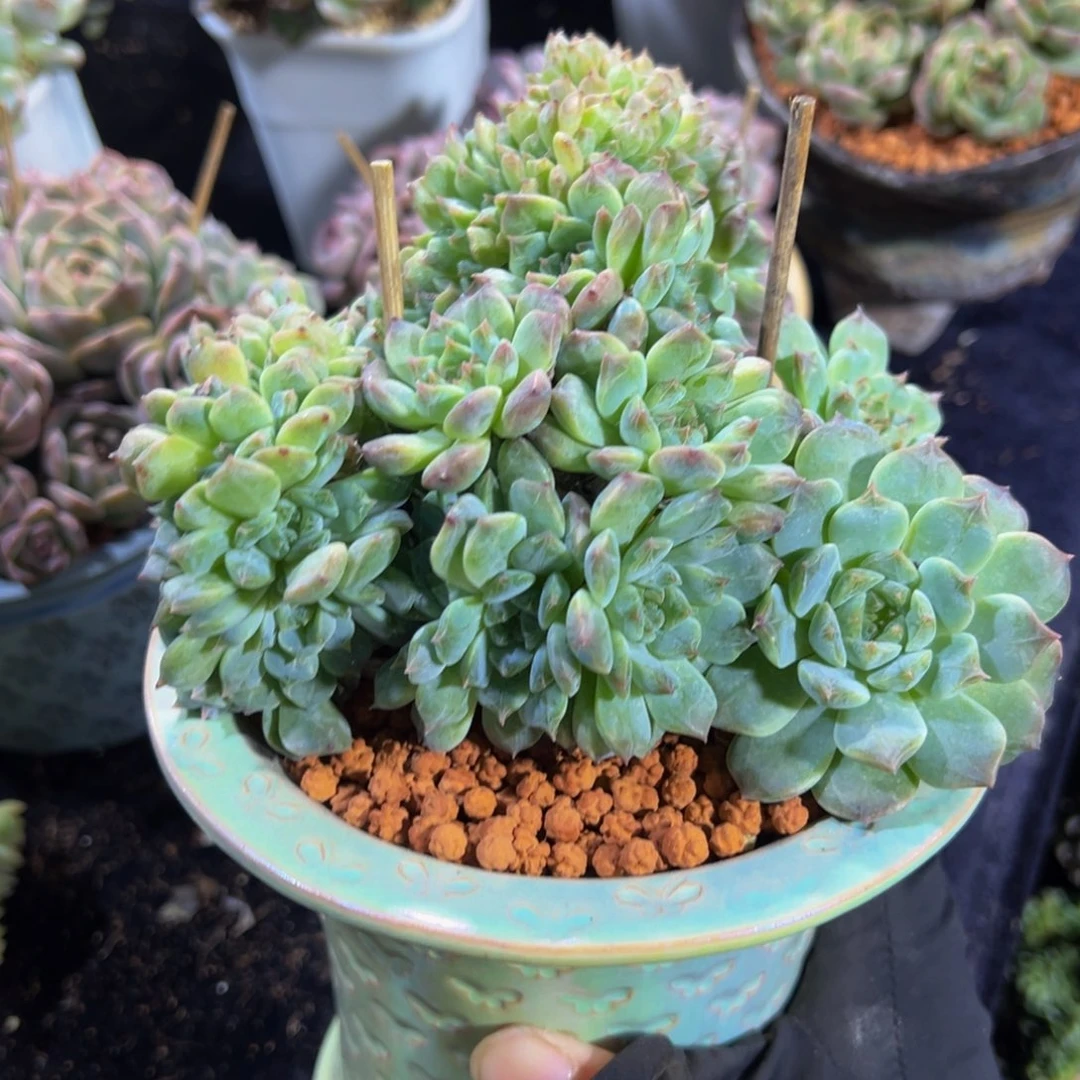 小桃花冰魄缀 天天开心