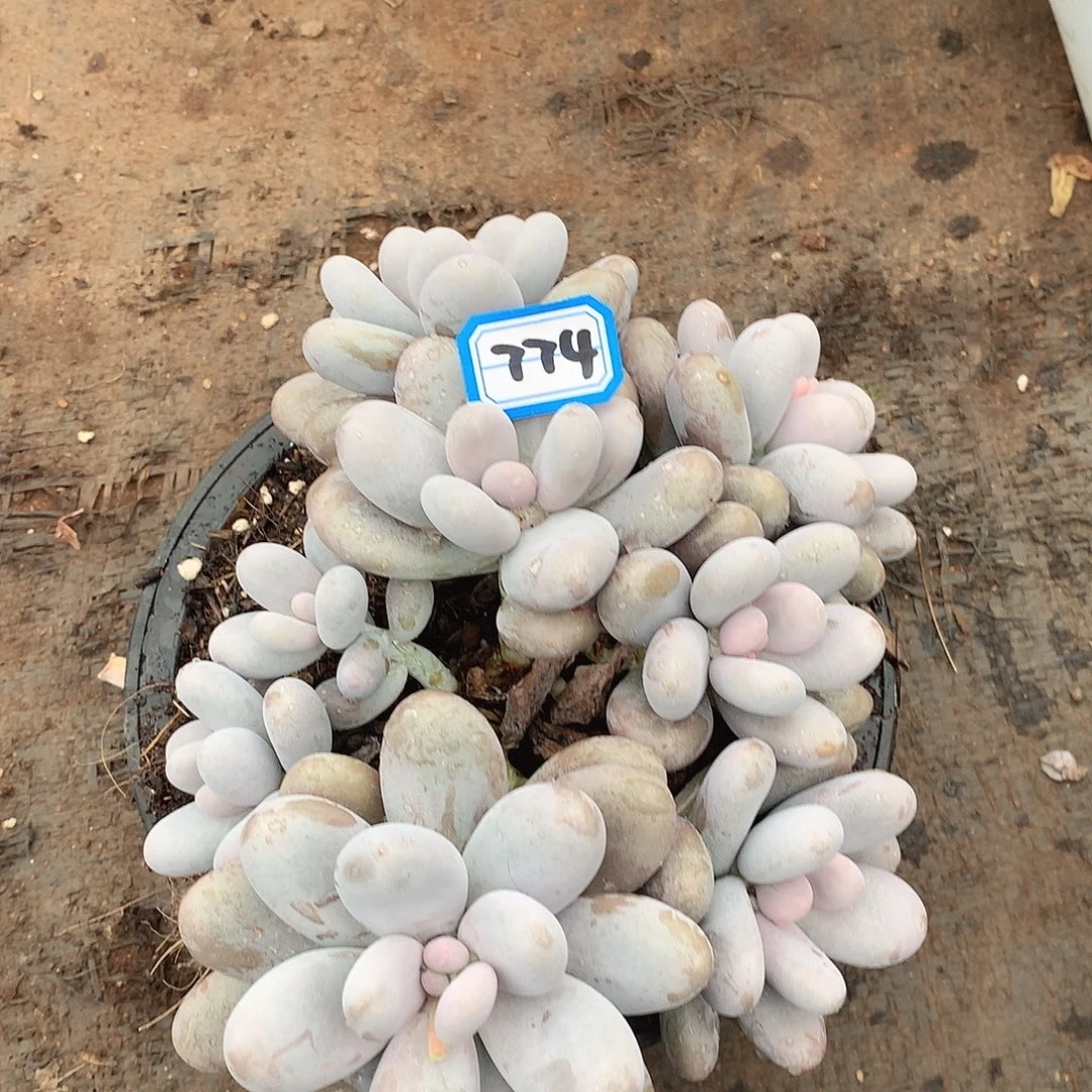 774鸡蛋美人一物一拍多肉