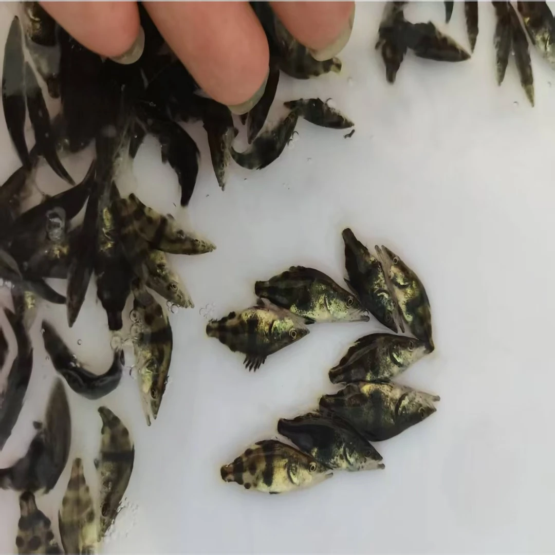 淡水翘嘴鳜鱼桂花鱼冷水养殖食用观赏宠物鱼高端活鱼路亚垂钓