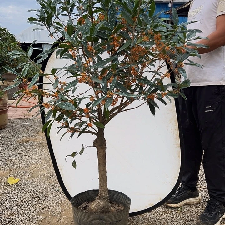 骏***司无花朵堰红桂1111111