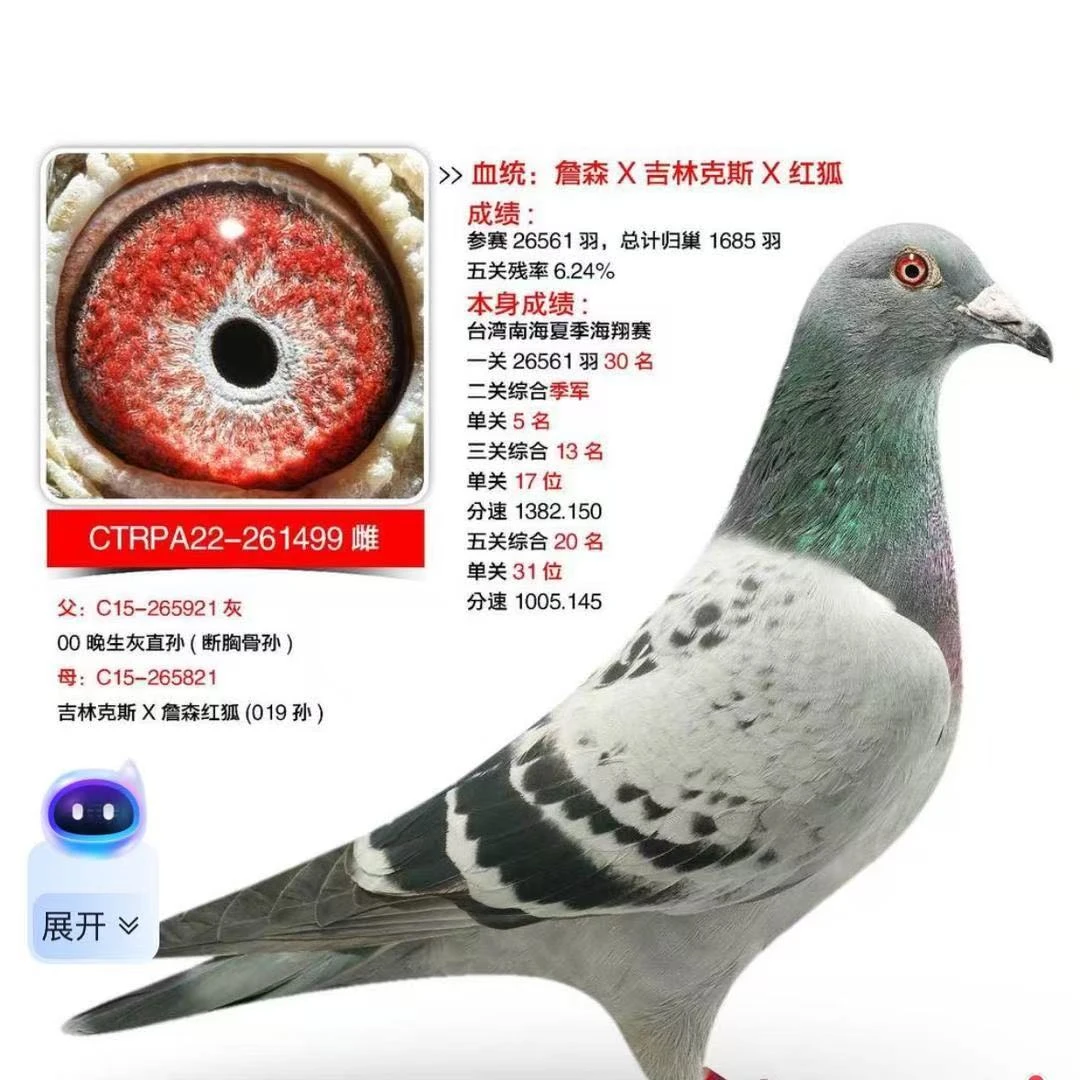 优质信鸽种鸽用于育种和赛鸽的理想选择