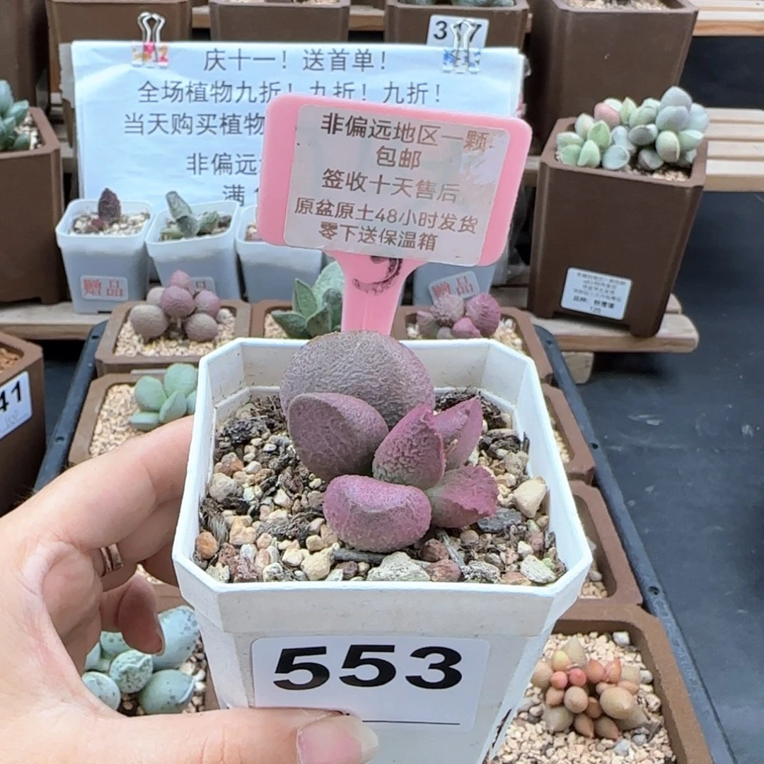 553赛猪肝多肉植物