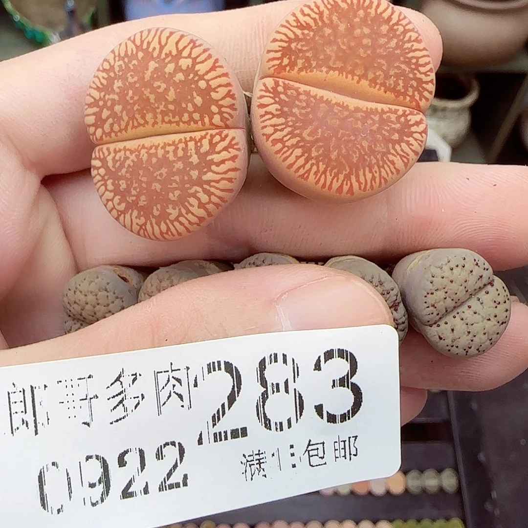 *****满满18包邮0922-283
