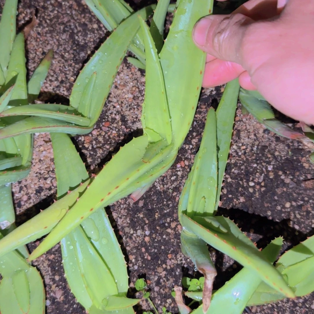 C****哇块根植物块根植物