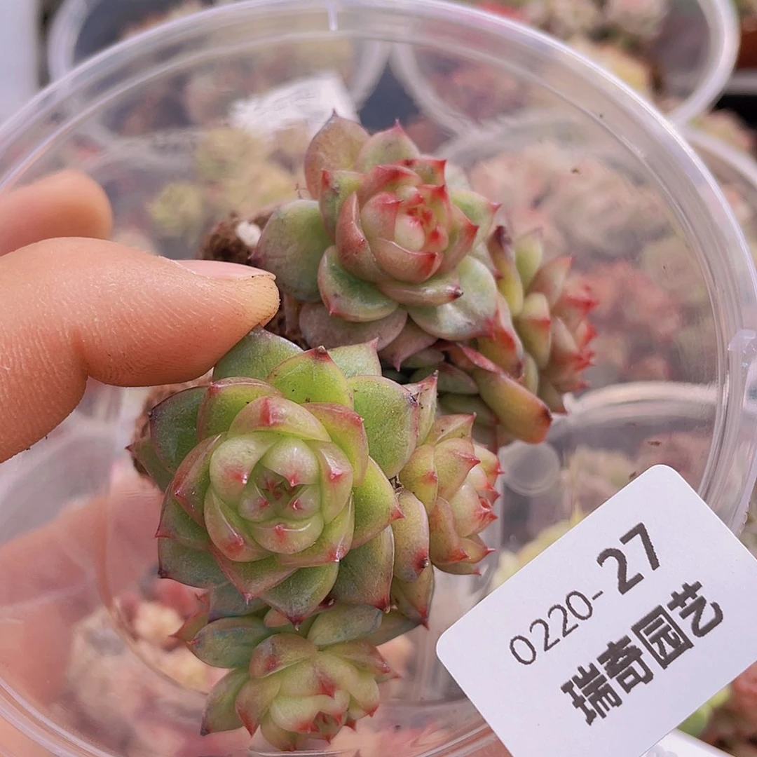 00000000000027量拍