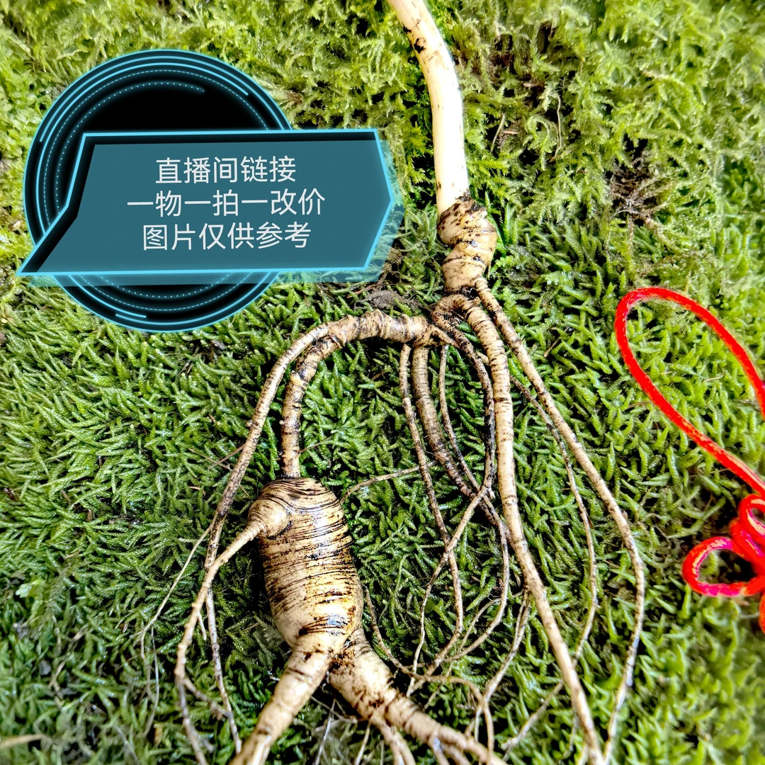正宗长白山林下山参整支移山参（改价链接，一物一拍）