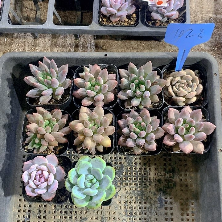 102号多肉植物园艺