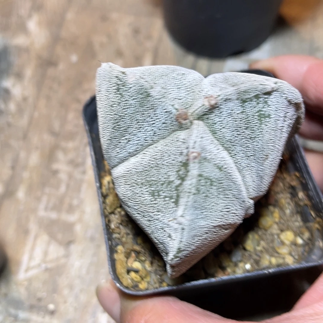 实生三头银沙鸾凤玉一物一拍