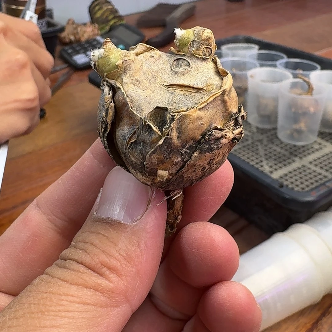 里特黑鬼殿厚敦菊1-2-6