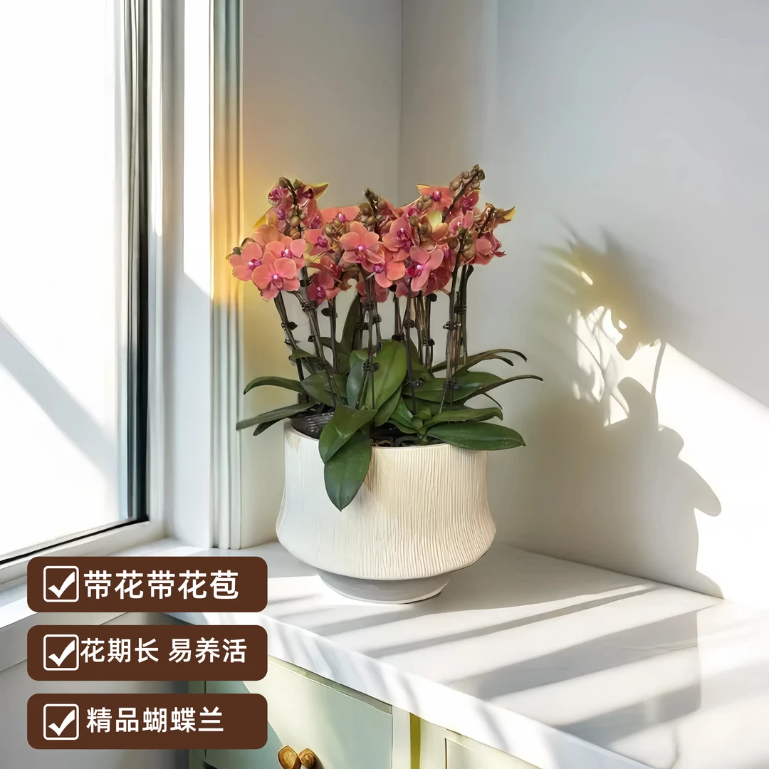 【吉祥】精品蝴蝶兰 室内盆栽 开业送礼乔迁 客厅 前台