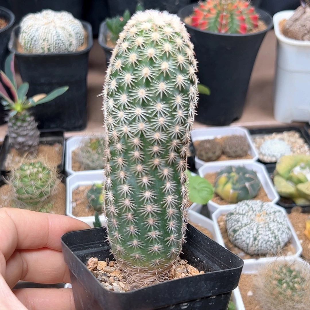 无花朵大颗皇冠虾实生球一颗