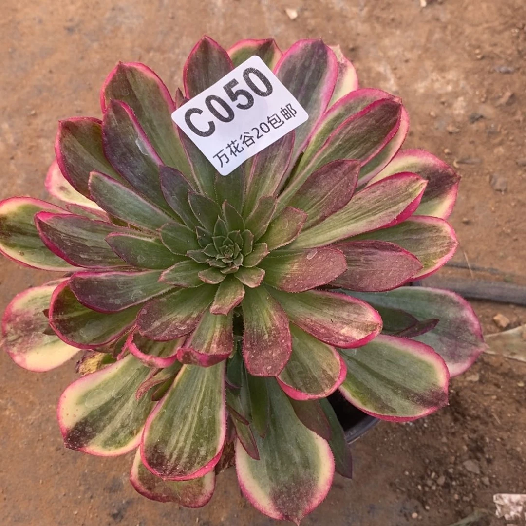 050万彩灯多肉植物