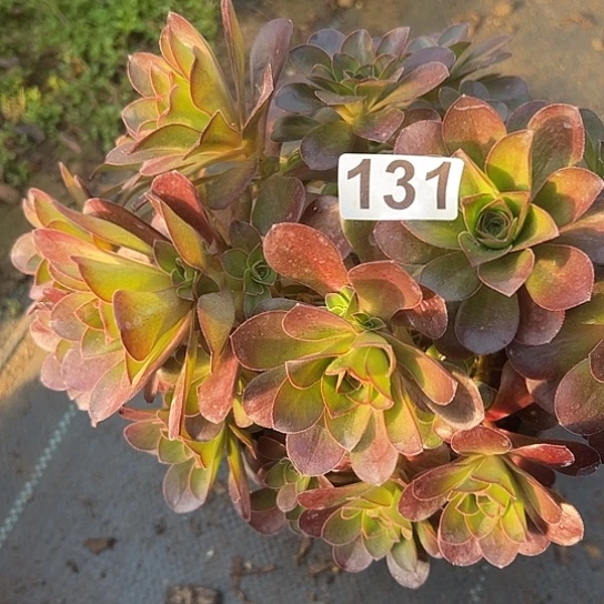 ?**n多肉植物只有砍