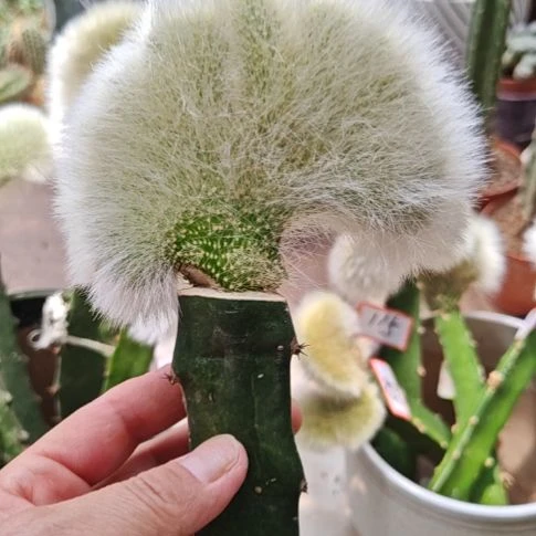 九尾狐缀化火龙果无根不包损福26米