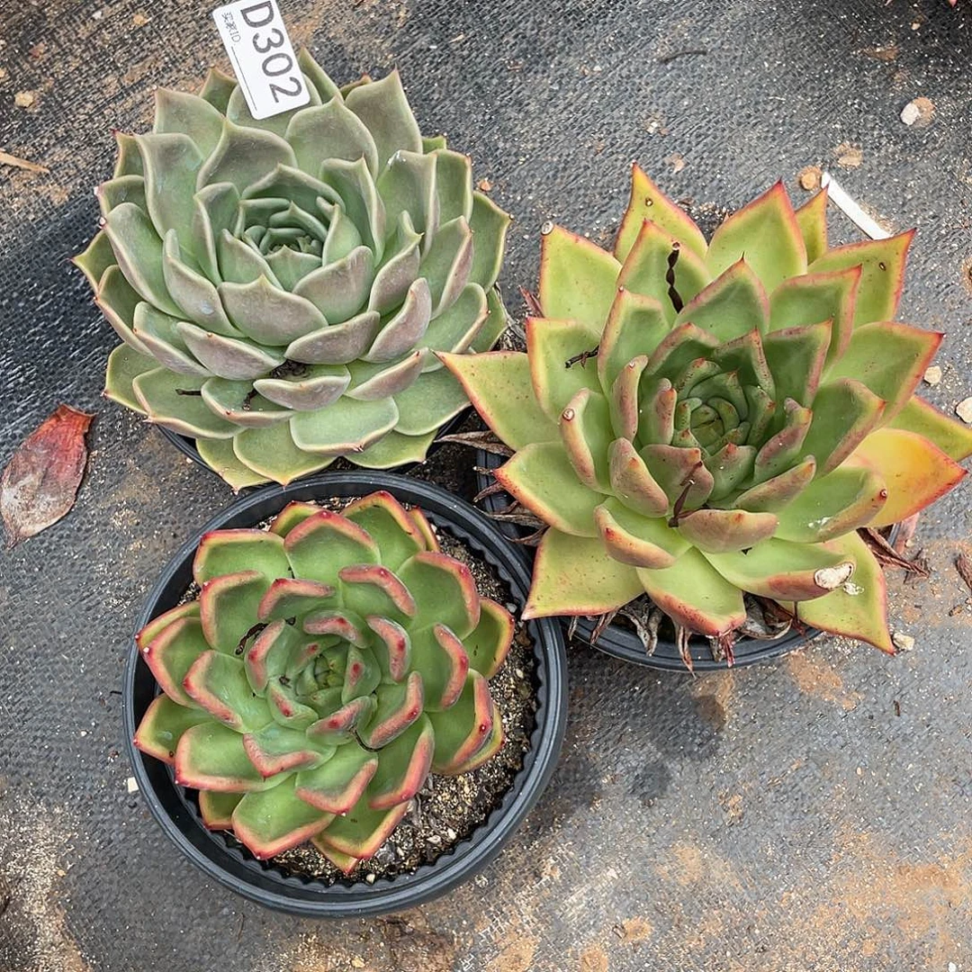 若如东云组拍D302
