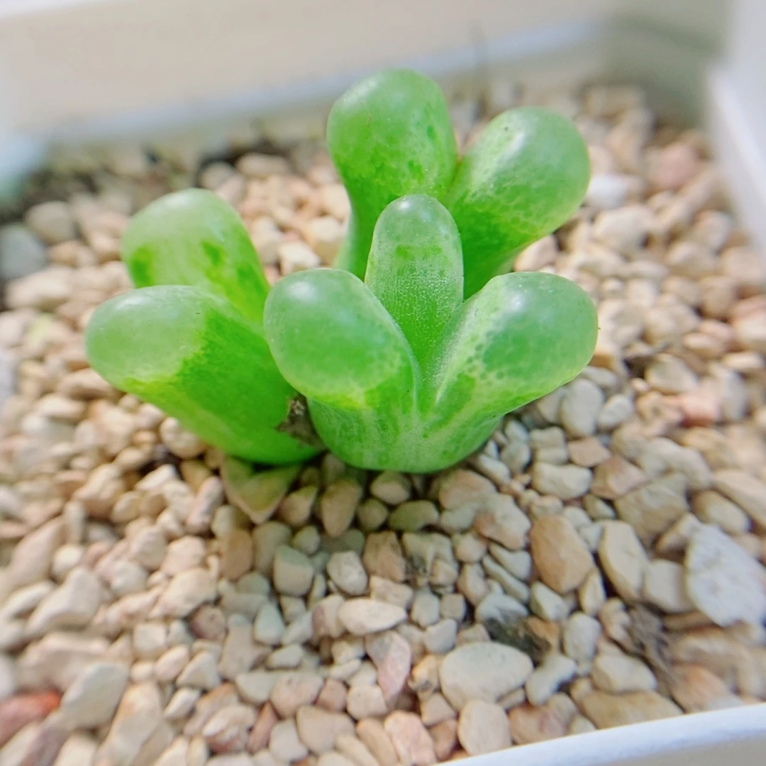 生石花花花花花花花466