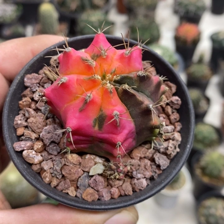 实生花蝴蝶牡丹锦