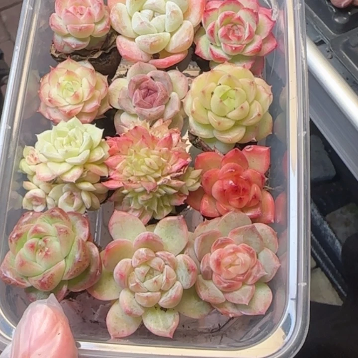 856号新粉伴手礼。 拍一发，12