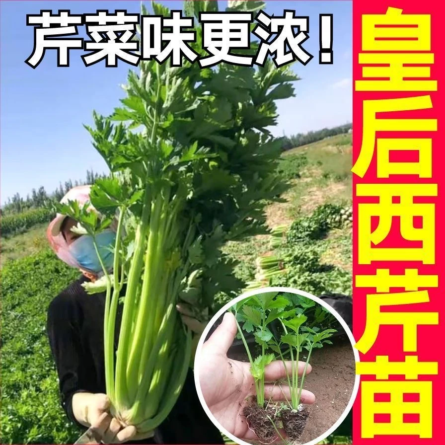 皇后西芹苗小香芹苗带土蔬菜苗四季庭园种植盆栽好养