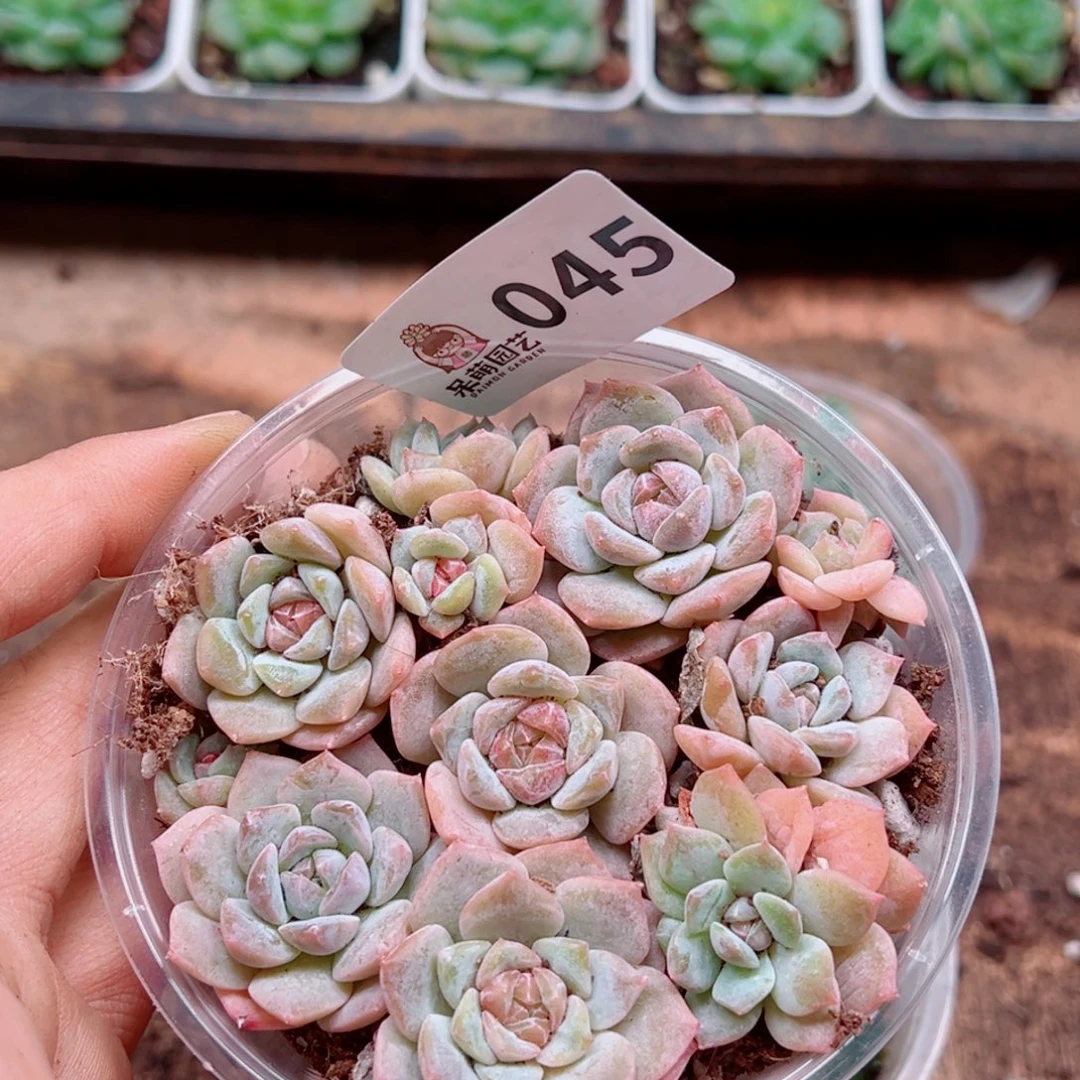 多肉植物多肉植物