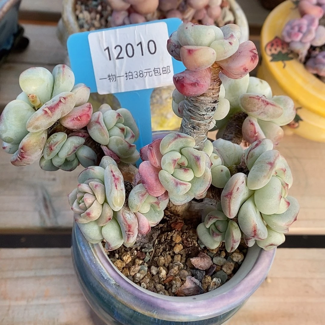 010天我土我哦我魔芋