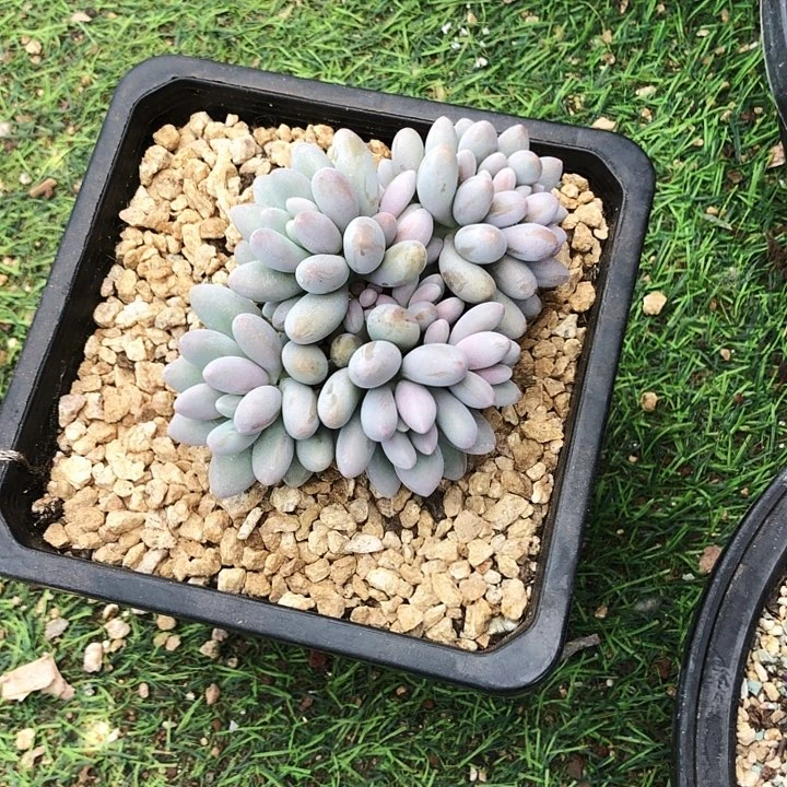 米*蜜多莉美人缀化多肉植物