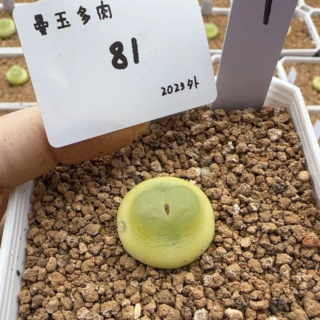 瑶**圆多肉多肉多肉2025-081