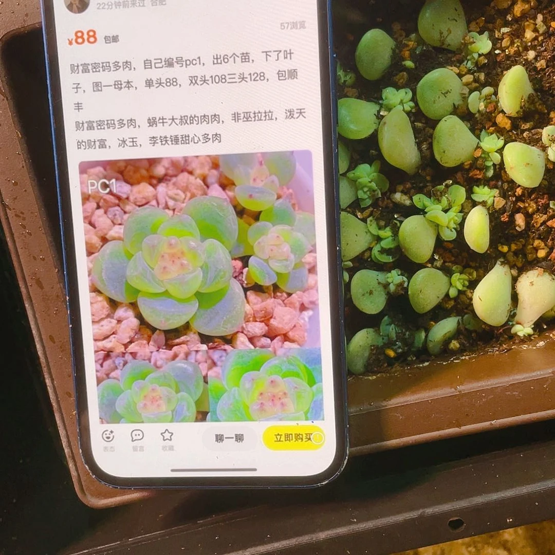 P C1 小中苗一个满25包邮