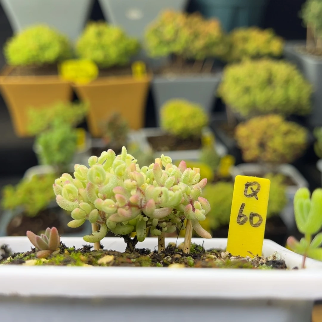 红宝石锦带盆带土发货