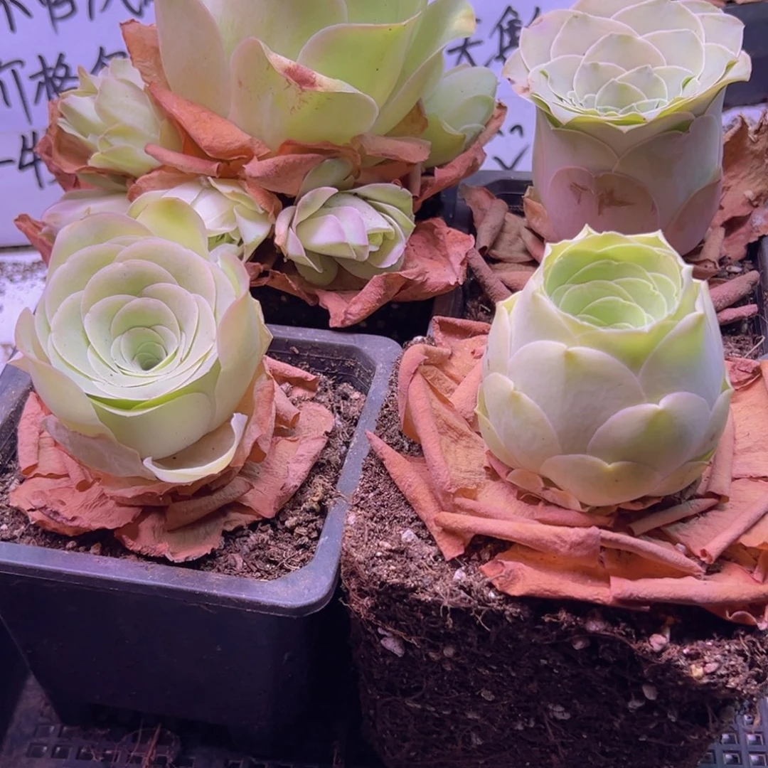739 山地玫瑰一物一拍福利无售后