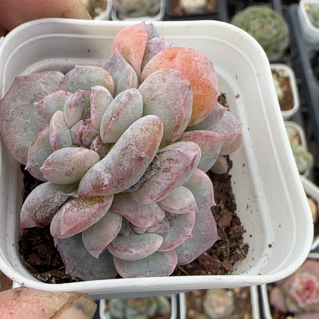 假***想小卡拉米糖心一物一拍