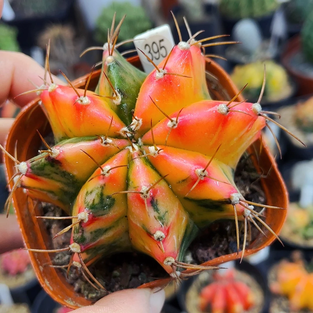 非偏远地区满25包邮仙人球