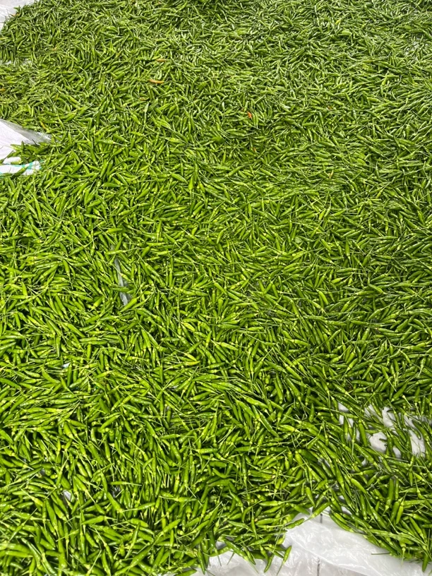 云南特产新鲜小雀辣（现摘现发）（特小特辣）