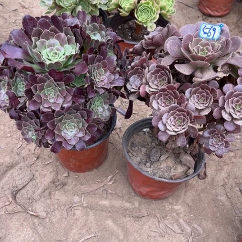 569多肉植物组合，