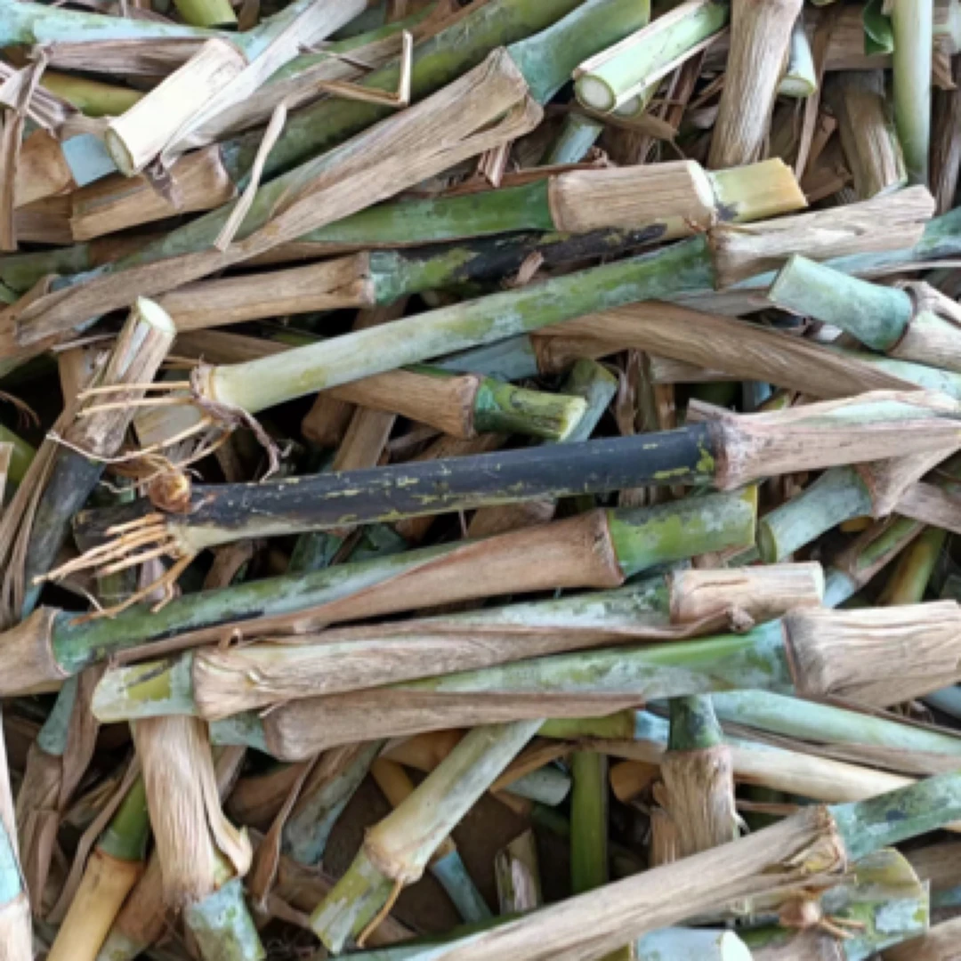 高蛋白巨菌草 产量高 现砍现发货