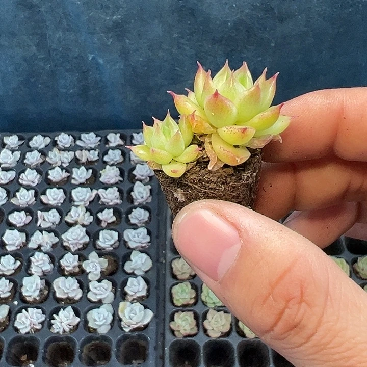 火凤凰 满10颗包邮