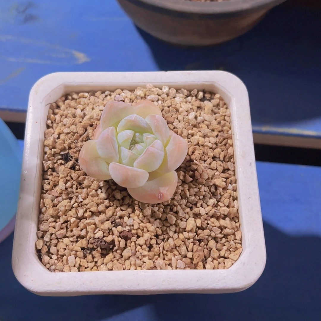 拒**虑珍妮，多肉植物