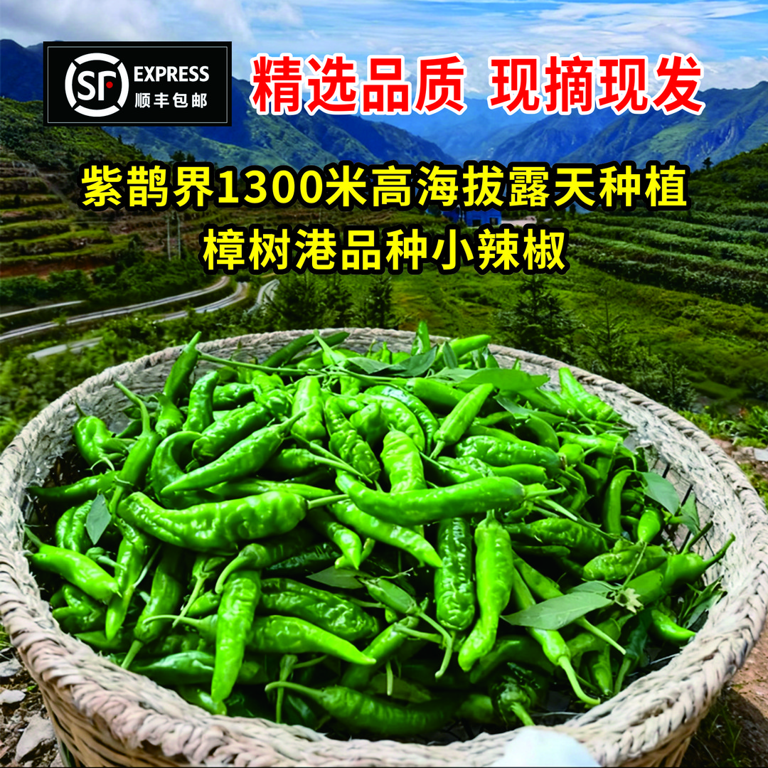 顺丰包邮紫鹊界1300米高海拔露天种植樟树港品种小辣椒